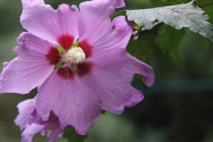 Rose of sharon