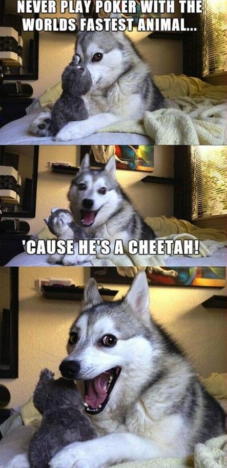 6.26.16-Bad-Pun-Husky4